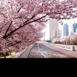 Yeouido, South Korea背卡
