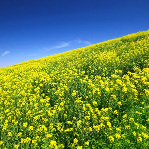 Chiba, Japan背卡
