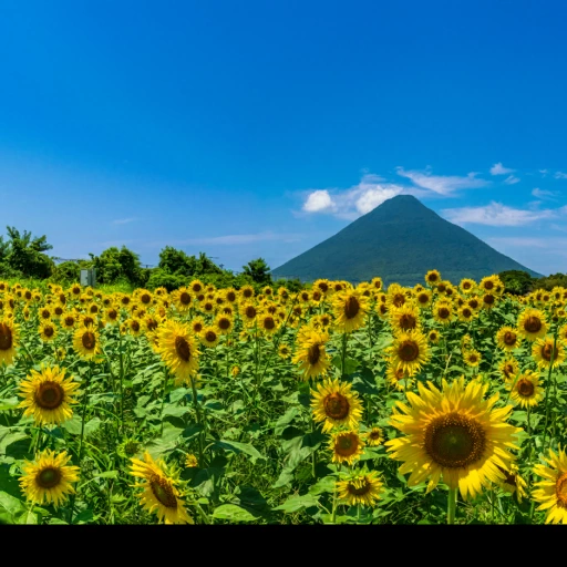 Kagoshima, Japan背卡
