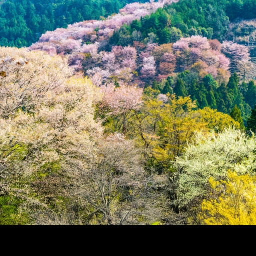 Nara, Japan背卡