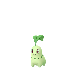 菊草葉