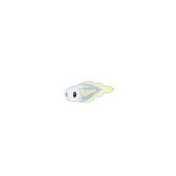 麻麻小魚